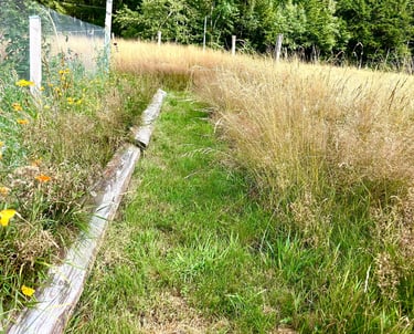 tonte raisonnée et biodiversité