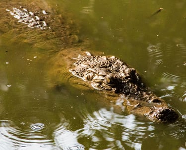 kachikally crocodile pool
