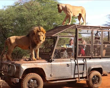 lions on vehicle at Bandia Lions Ranch