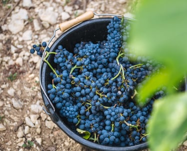 sceau de vendange remplie de raisin