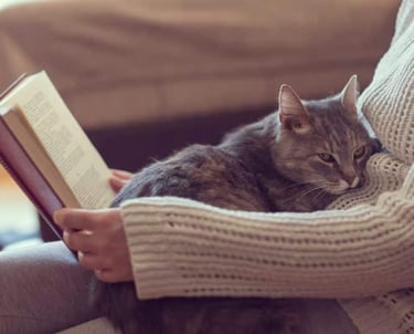 Un chat confortablement installé sur sa maîtresse pendant qu'elle lit un livre - KittySitterMarrake