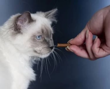 Un chat en train d'attraper une friandise dans la main de son maître - KittySitterMarrakech