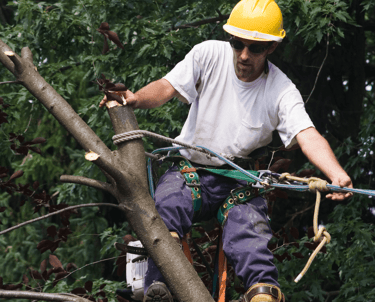 Tree Pruning