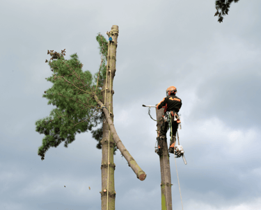 Large Tree Removal