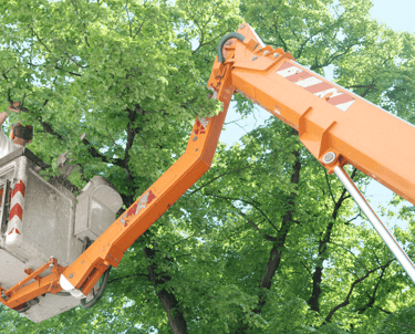 Tree Trimming