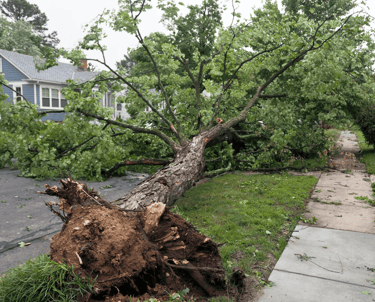 Emergency Tree Service