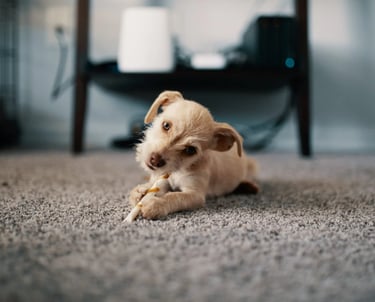 a small dog laying on the carpet in a room