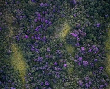 cuaresmeiras drone