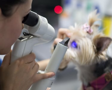 oftalmología veterinaria