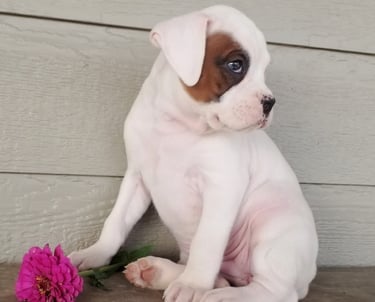 White puppy boxers near me for sale