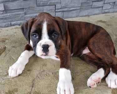 Brindle Boxer puppies for sale