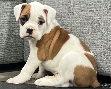 Boxer dog puppy for sale