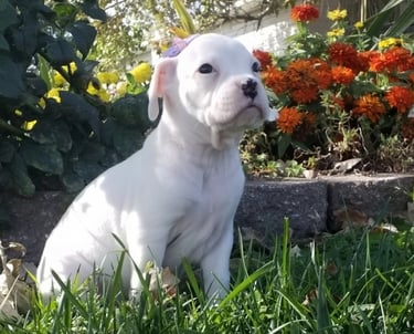 White boxer puppy for sale