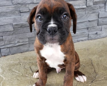 Boxer puppies for sale near me