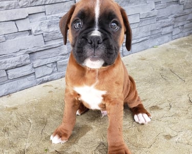 Puppy boxers near me for sale