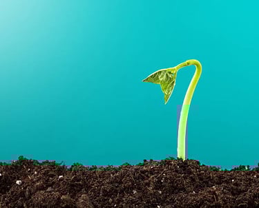 Agencia de Google Ads - Plan Basico