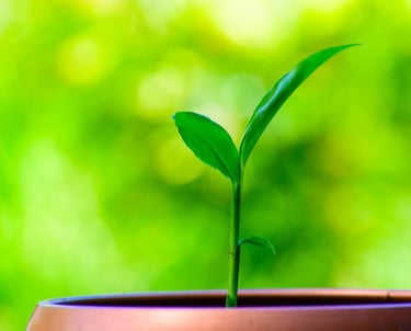 Pasos para Consultoría SEO