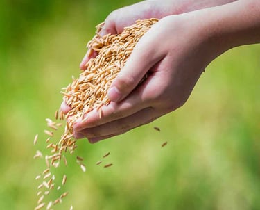 Farmer holding freshly harvested basmati rice grains for export-SKBR Exports