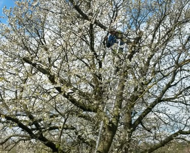 a man is standing on a ladder to reach a tree