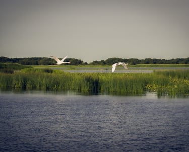 Two white mute swans flying over a scenic lake landscape with green marsh reeds and wetlands.