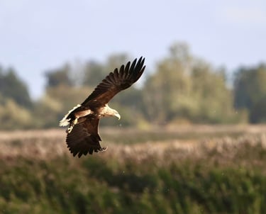 A majestic white-tailed eagle soaring over a marshy wetland landscape during golden hour.