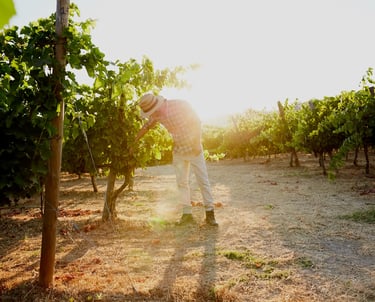 bodega en ronda