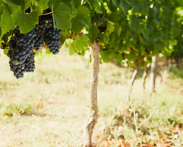 uva sirah viñedo bodega luisyana