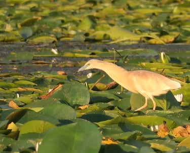 squacco heron hunting on lake