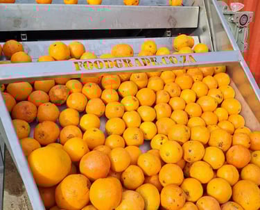 Oranges coming from a wash bath and bin tipper production line