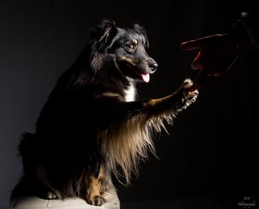 Chien qui donne la patte à Viens Balader mon chien