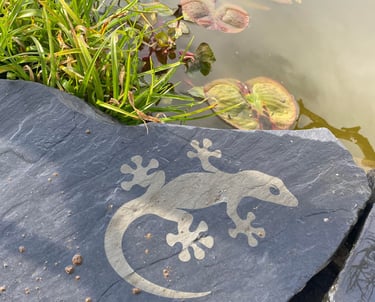 a lizard lizard on a rock in a pond