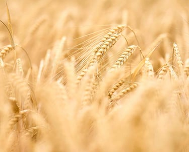 alimentae-generazione-goals-educazione-bologna-emilia-romagna