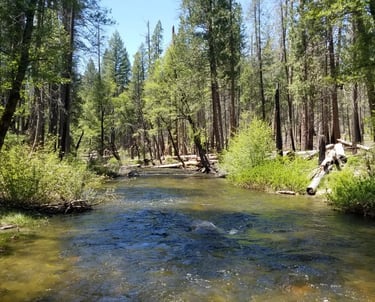 South Fork Tuolumne River near Groveland, CA.