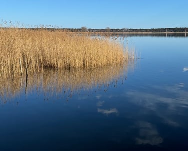 Blick auf Wasser und Schilf.