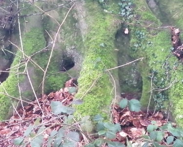 robusto y hermoso árbol en Inglaterra, su frondoso 