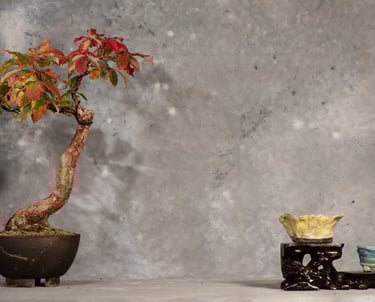 Paperbark maple, Acer griseum, Bonsai