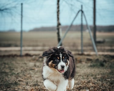 šuniukas bėga pas trenerį