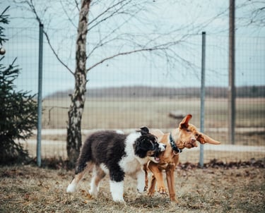 šuniukai mokosi bendravimo