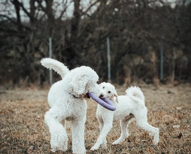 šunys žaidžia su žaislu