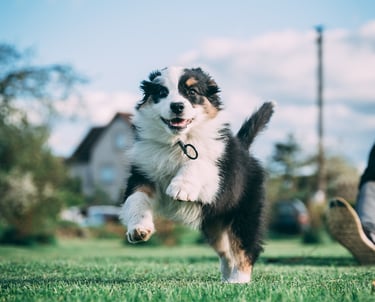 šuniukas bėga pas trenerį