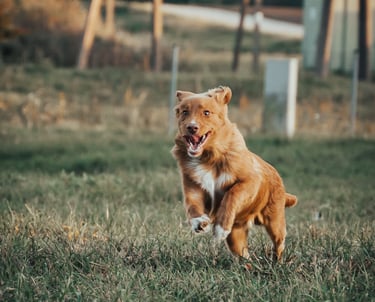 šuo bėga paimti žaislo