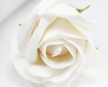 a white rose flower on a white surface