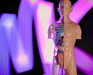 Foto modelo anatômico do corpo humano