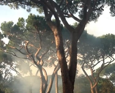 Pins parasol nettoyés