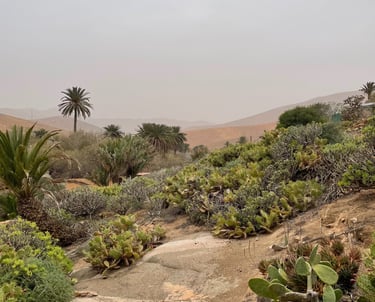 Îles Canaries - Fuerte Ventura - Désert et plantes cactées