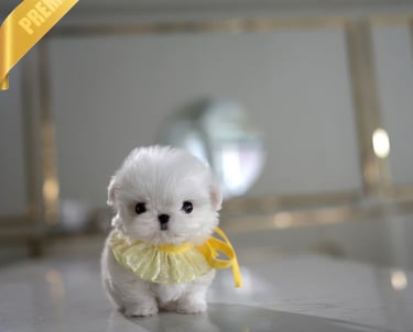 Teacup Maltese Puppies for Sale