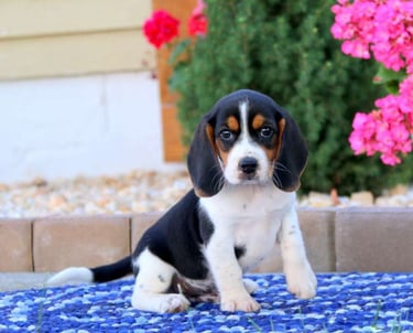  Beagle puppies for sale