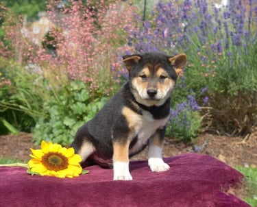 Shiba Inu puppies for sale