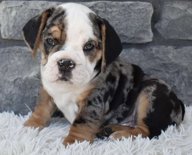 Beabull Puppies for Sale