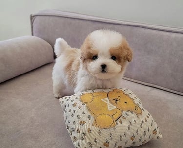 Teacup Maltipoo Puppies for Sale